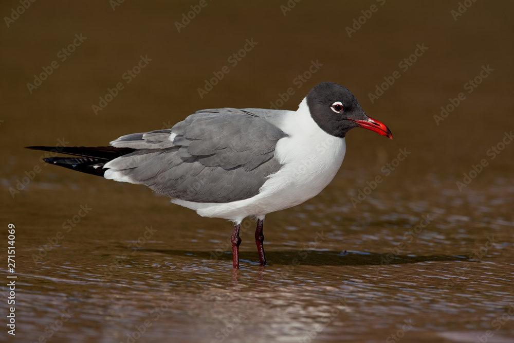 Laughing Gull (Leucophaeus atricilla) Laughing Gull (Leucophaeus atricilla)