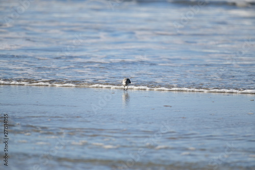 cute little bird  in the water on the coastal shoreline of the us on a beautiful sunny day © CarloEmanuele