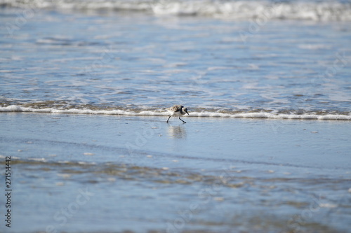 cute little bird  in the water on the coastal shoreline of the us on a beautiful sunny day © CarloEmanuele