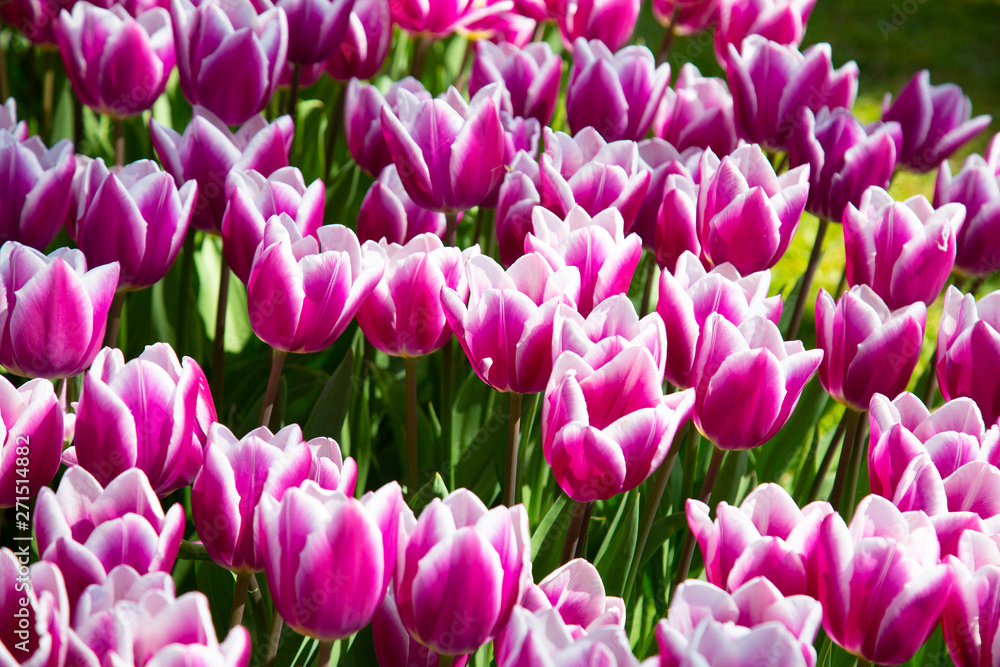 Background image of violet spring tulips in garden Background image of violet spring tulips in garden