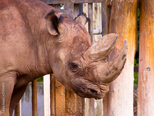 Nashorn Portrait Ansicht im Frankfurter Zoo photo