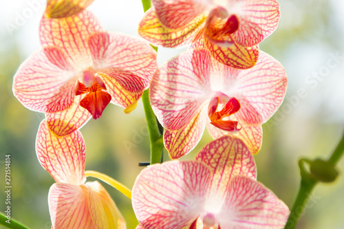 Orchid flower pink and yellow bloom. Phalaenopsis orchid. Floral concept. Orchid growing tips. How take care of orchid plants indoors. Most commonly grown house plants. Orchids blossom close up