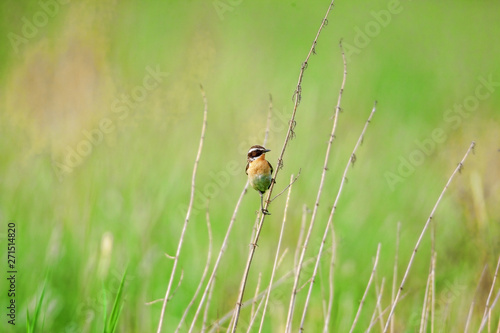 Stonechat. Stonechats are robin sized birds. © lotosfoto