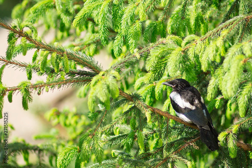 Bird photo