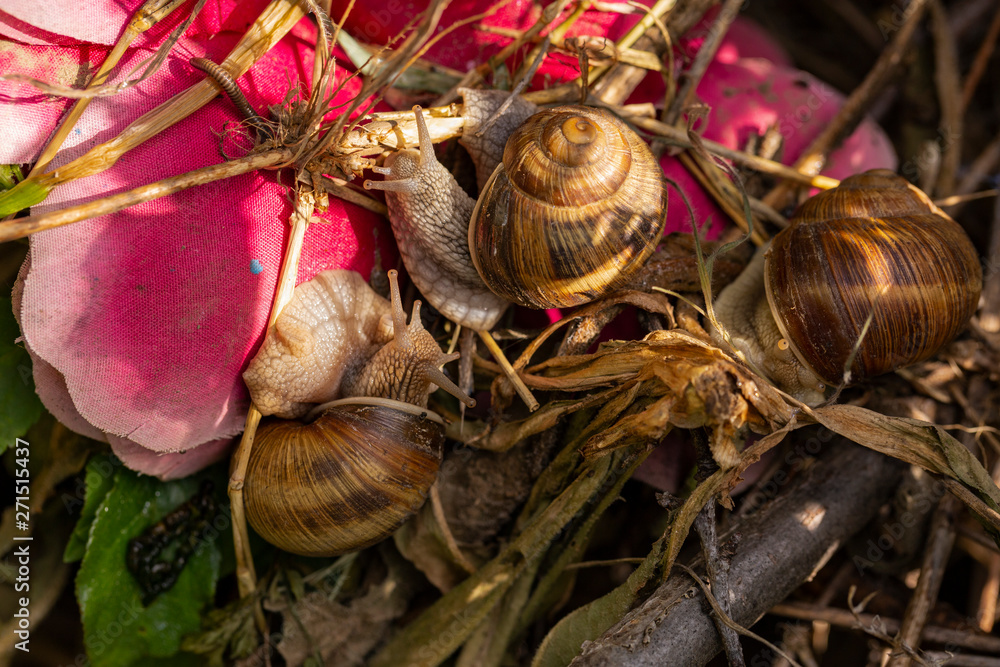 Helix pomatia, Roman Burgundy snail, escargot, is a species of large