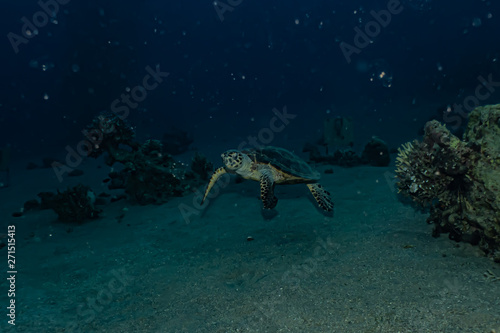 Hawksbill sea turtle in the Red Sea, dahab, blue lagoon sinai