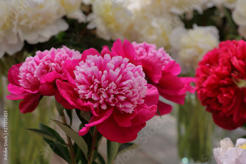 Peony. Beautiful flowering bright summer flower of the family Paeoniaceae