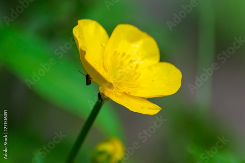 yellow flower on green background