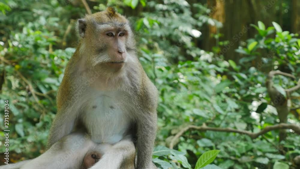 Close Up of Wild Rhesus Monkey Staring off in the Distance Close Up of Wild Rhesus Monkey Staring off in the Distance