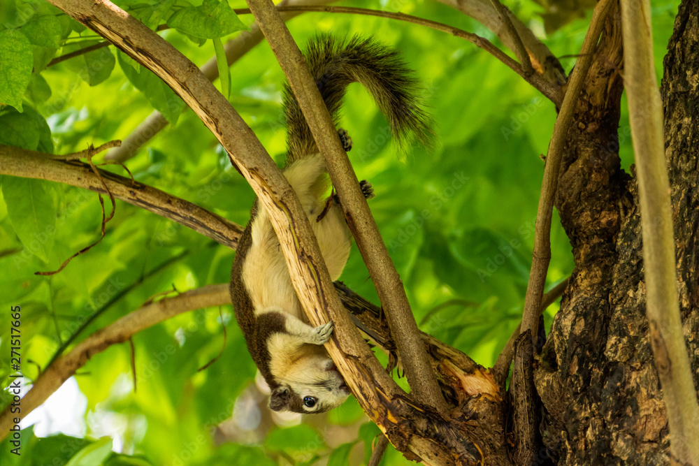 A Finlayson's squirrel playing on tree branches at Bangkok city park