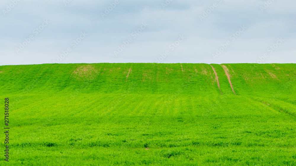 Obraz premium green grass and blue sky