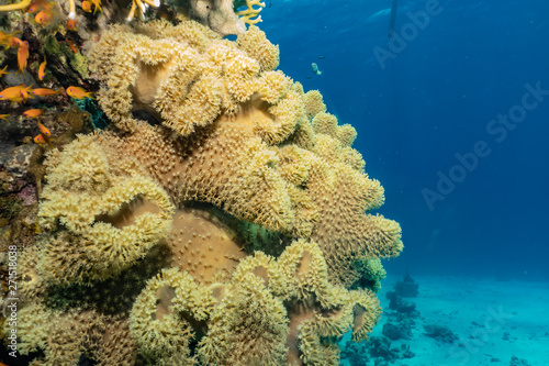 Coral reefs and water plants in the Red Sea  Eilat Israel