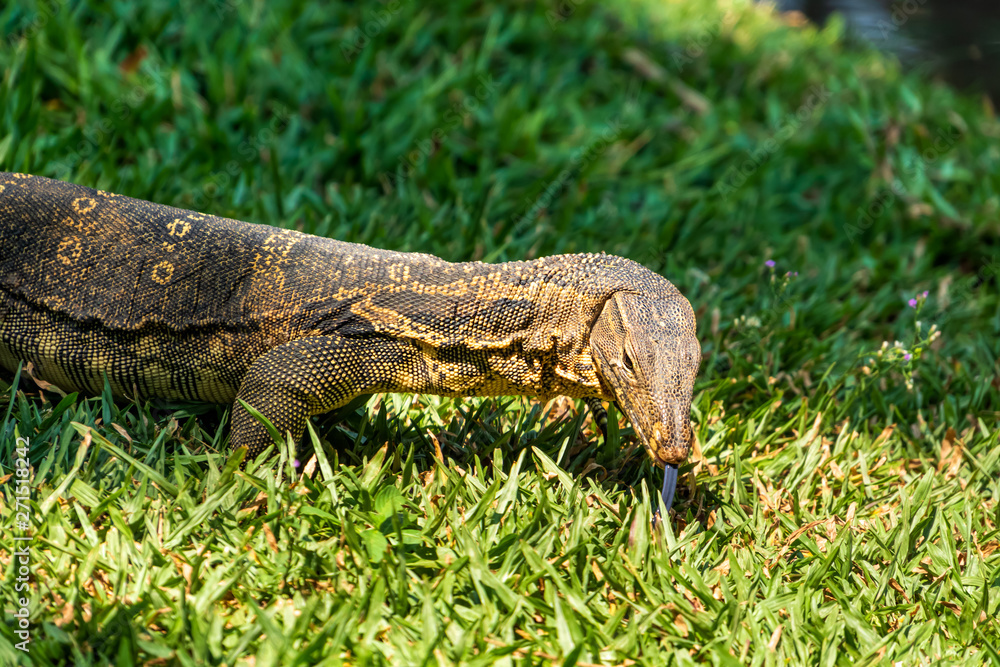 A Monitor Lizard lurking at Bangkok city park, Thailand A Monitor Lizard lurking at Bangkok city park, Thailand