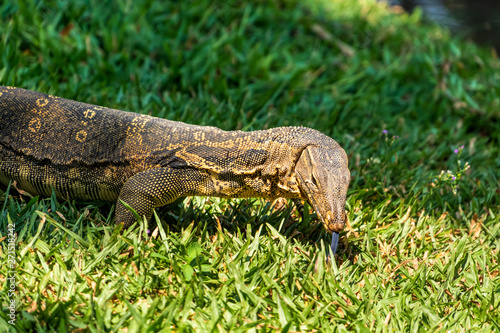 A Monitor Lizard lurking at Bangkok city park  Thailand