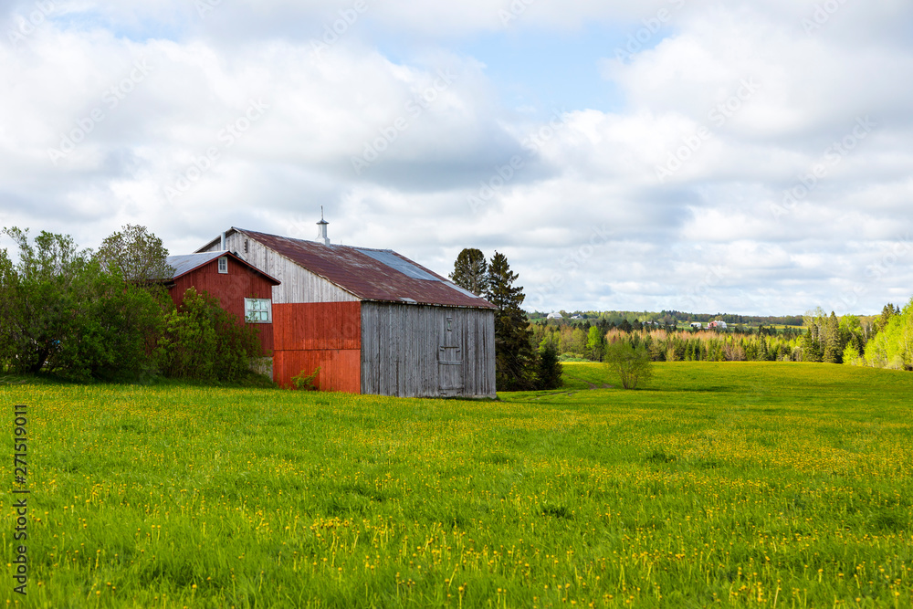 Old wooden barns set in field covered in dandelion in bloom with wooded area in the background, Sainte-Marguerite, Beauce, Quebec, Canada Old wooden barns set in field covered in dandelion in bloom with wooded area in the background, Sainte-Marguerite, Beauce, Quebec, Canada