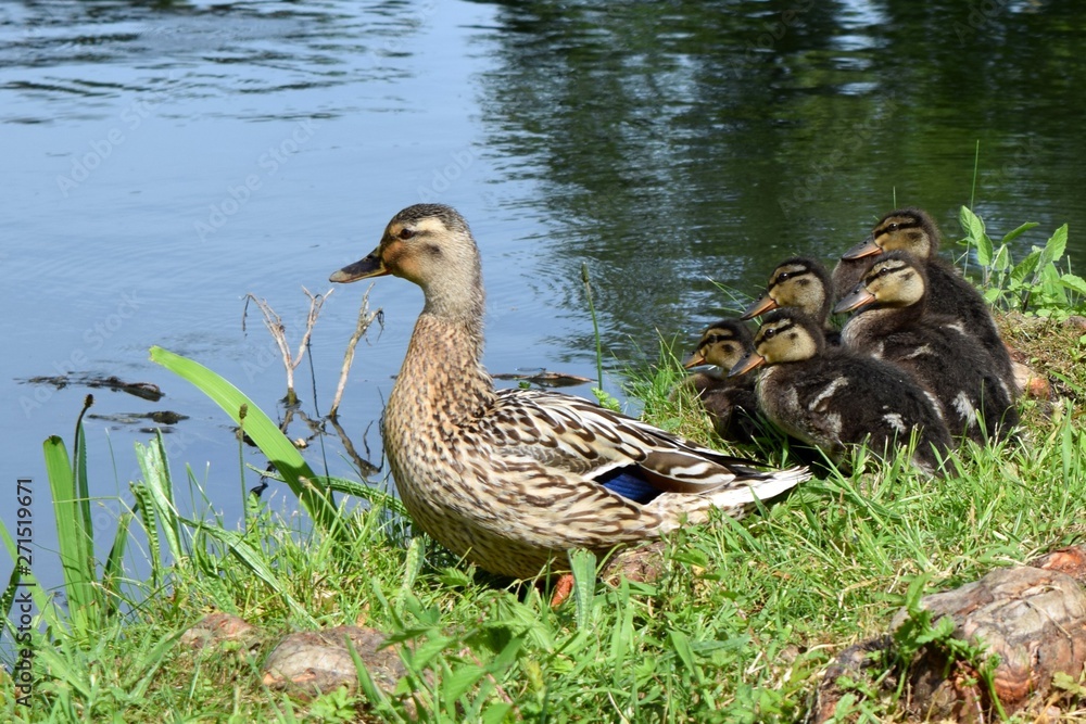 Duck and ducklings family by lake Duck and ducklings family by lake