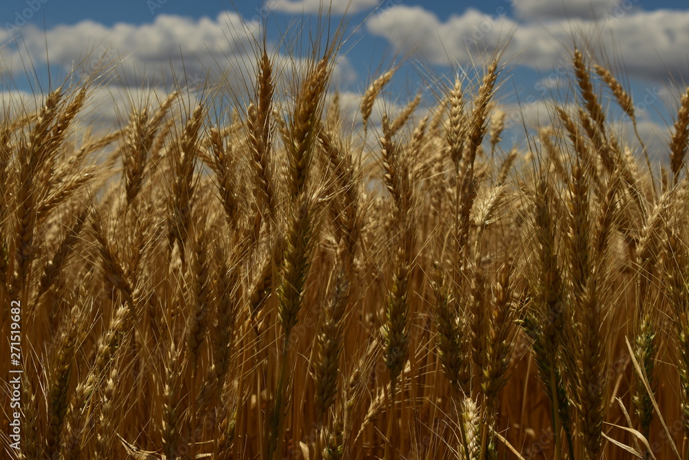 Fototapeta premium Primer plano de un trigal