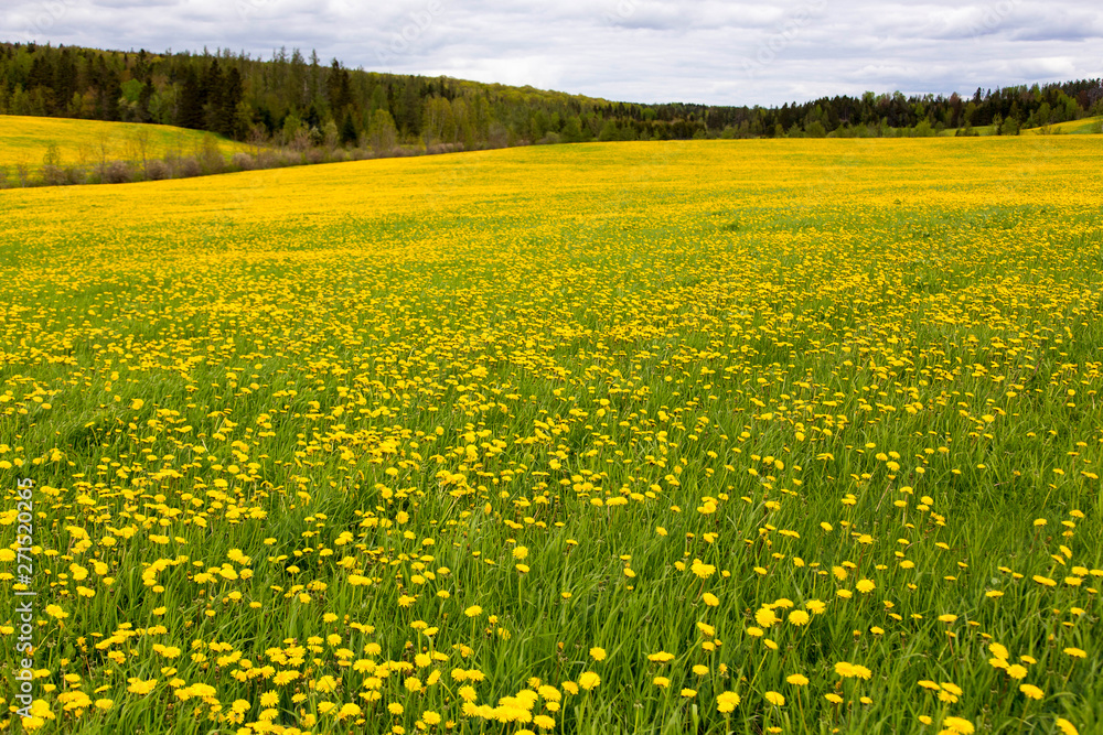Obraz premium Large field covered in dandelion blooming in the spring set against wooded area in the Beauce region, Quebec, Canada