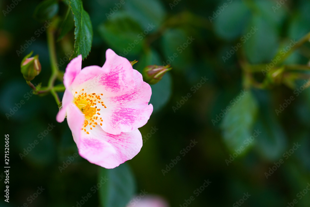 バラ園に咲く薔薇の花 バラ園に咲く薔薇の花