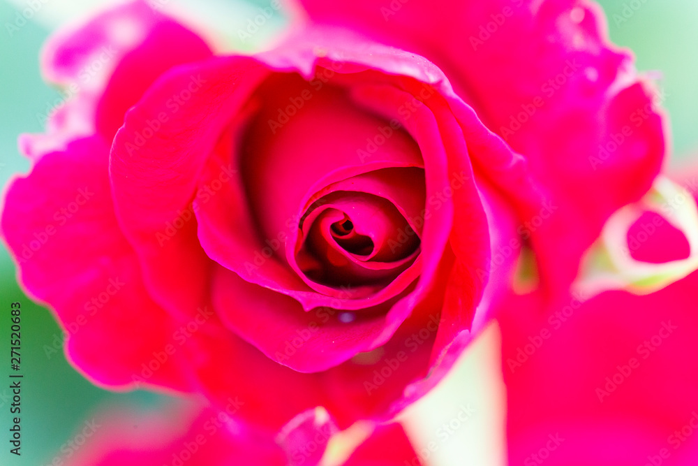 Fototapeta premium クローズアップしたバラの花