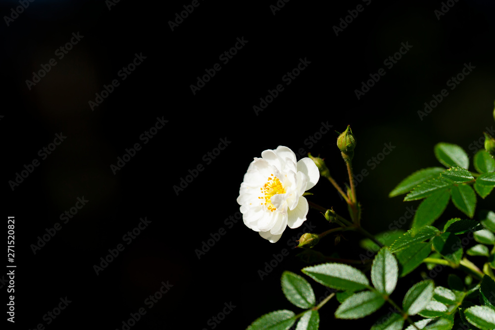 Obraz premium バラ園に咲く薔薇の花