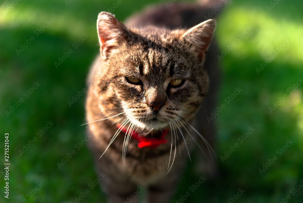 Horizontal portrait of grey domestic cranky cat wearing red collar with shallow depth of field. Focus on head