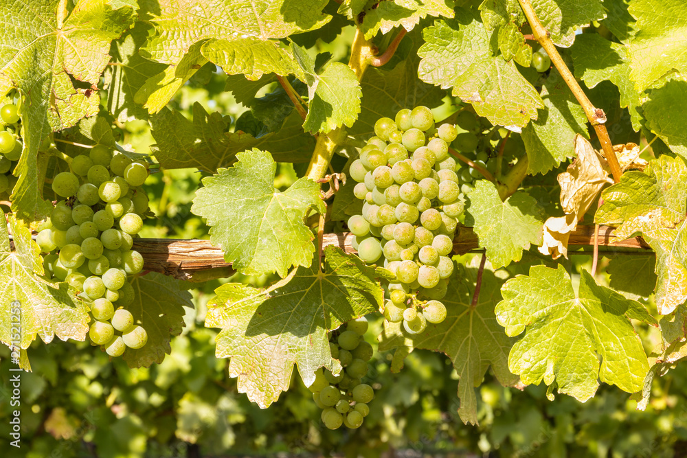 bunch of ripe Sauvignon Blanc grapes on the vine at harvest time