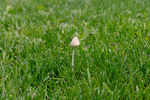 a small mushroom grew on a green lawn. Concept: contrary to all expectations.
