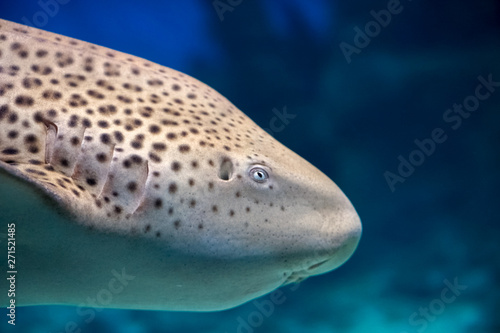 Zebra shark or Leopard shark (Stegostoma fasciatum) profile close-up under sea water background 