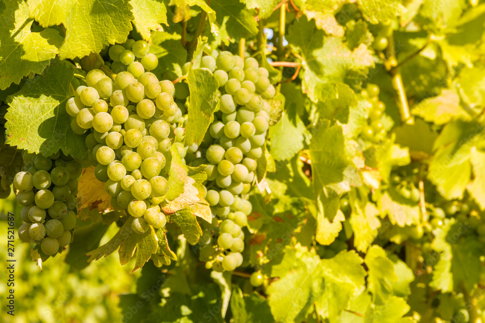 bunches of ripe Chardonnay grapes on vine in vineyard bunches of ripe Chardonnay grapes on vine in vineyard