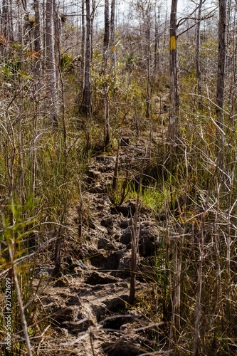 everglades