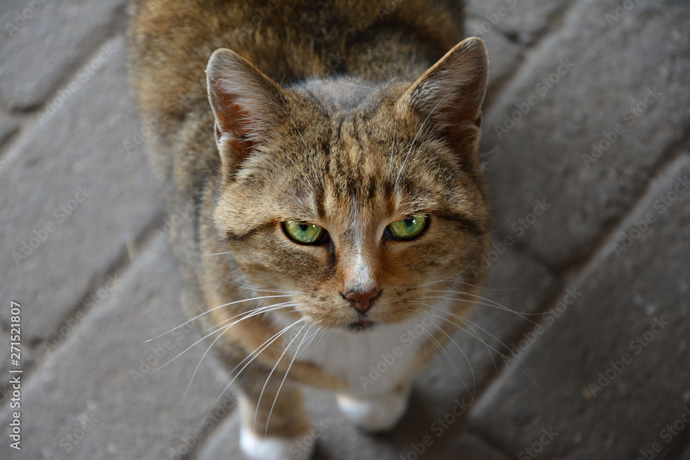 look from a domestic cat