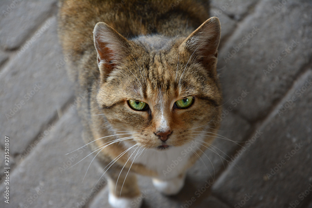 Fototapeta premium look from a domestic cat