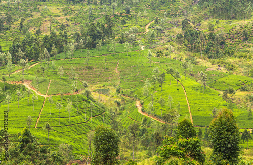 green tea plantation