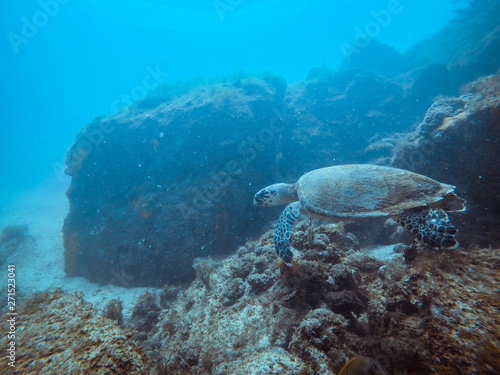 Diving at Arraial do Cabo, Rio de Janeiro, Brazil