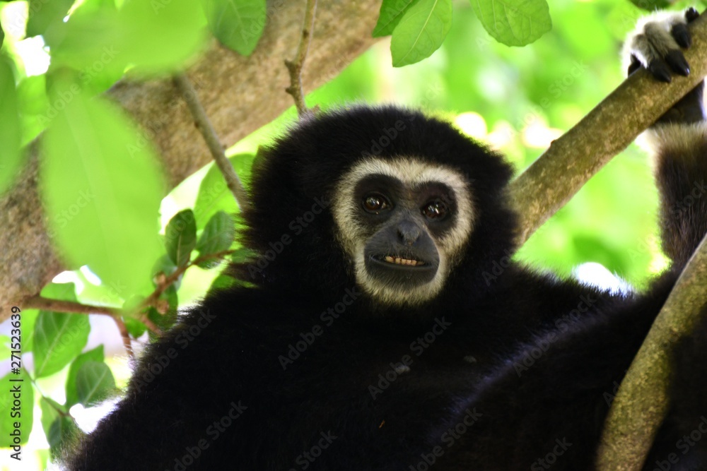 gibbon dans la forêt équatoriale gibbon dans la forêt équatoriale