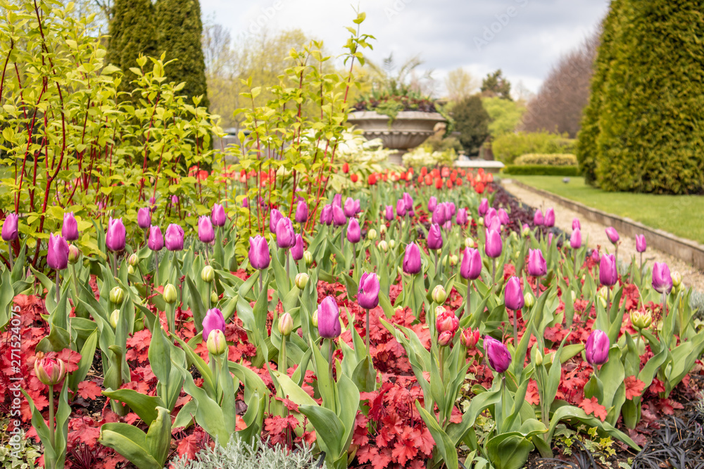 London, England - APRIL 3, 2019: Tulips in Regent's Park in London, England, UK. London, England - APRIL 3, 2019: Tulips in Regent's Park in London, England, UK.