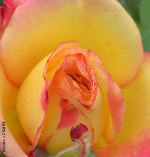 pink and yellow rose on green background