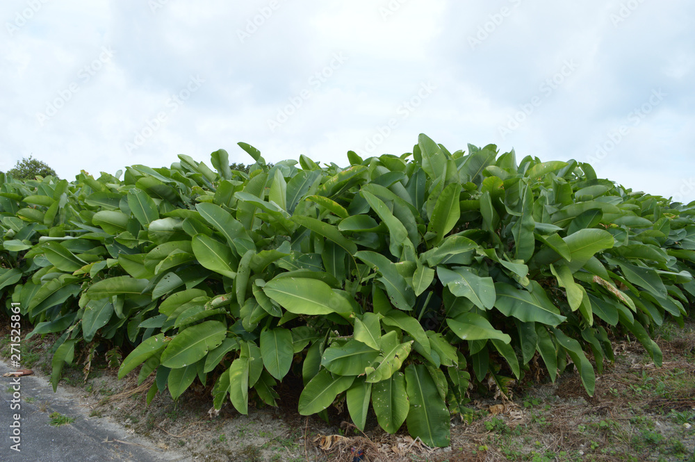 南国の葉の大きな植物が多数植えられている 南国の葉の大きな植物が多数植えられている