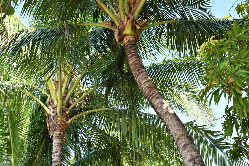 Obraz premium Huge Coconut Tree in the Philippines