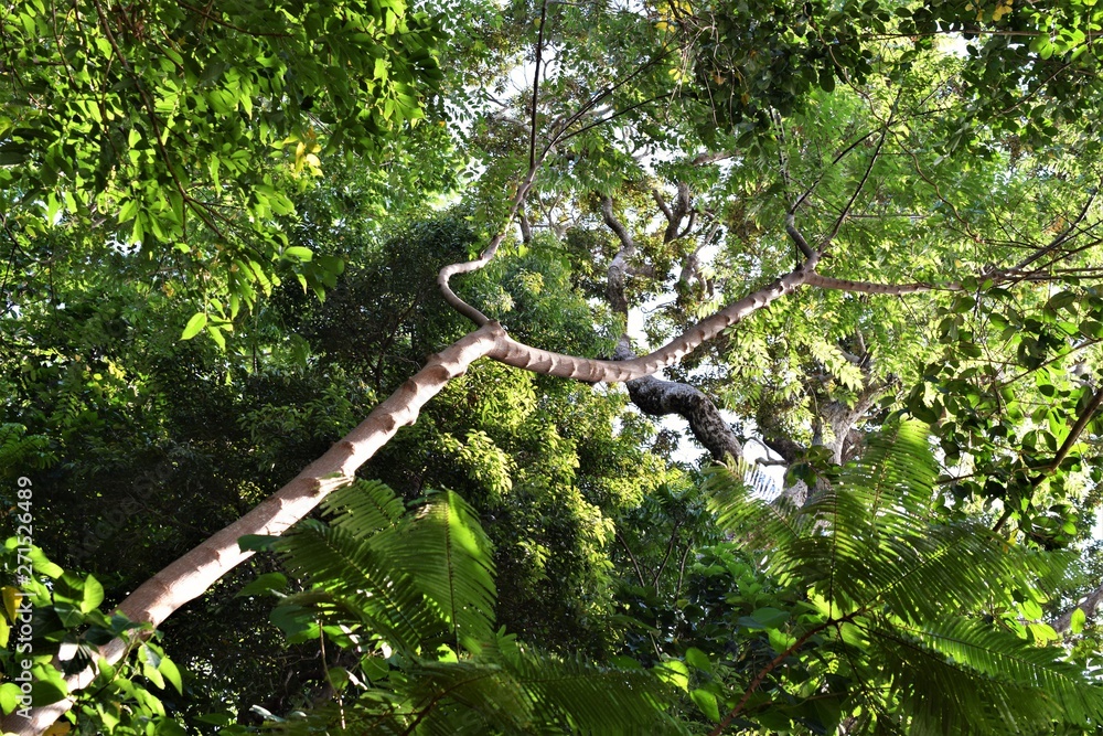 Fototapeta premium Beautiful Nature in Subic Bay