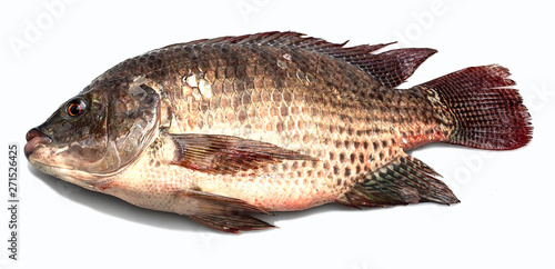 Tilapia fish, tilapia., freshwater fish, white backdrop