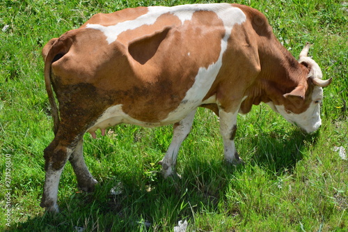 cow, animal, farm, grass, cattle, field, meadow, agriculture, pasture, milk, brown, green, nature, farming, mammal, grazing, rural, white, beef, summer, animals, calf, livestock, cows, dairy,inek photo