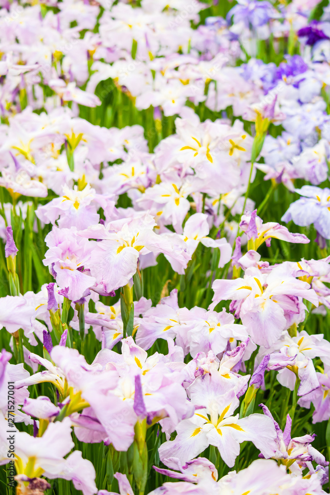 花しょうぶ 花しょうぶ