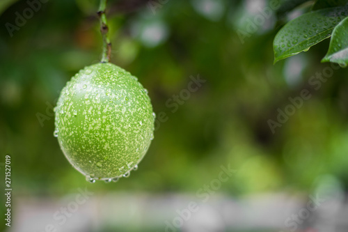 Wallpaper Mural Rain drops on Cerbera odollam Torontodigital.ca