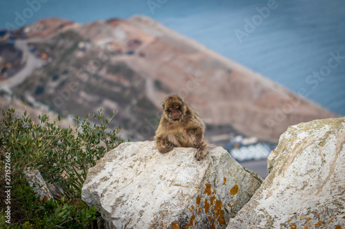 monkey of gibraltar
