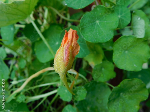 nasturtium edible flower bud