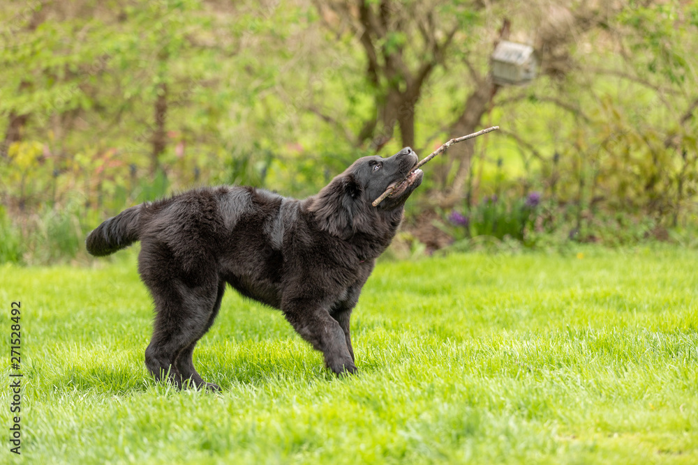 A young newfoundland puppy playing with a stick in spring A young newfoundland puppy playing with a stick in spring