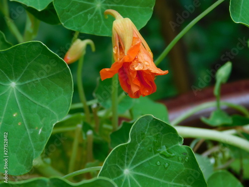 nasturtium edible flower 