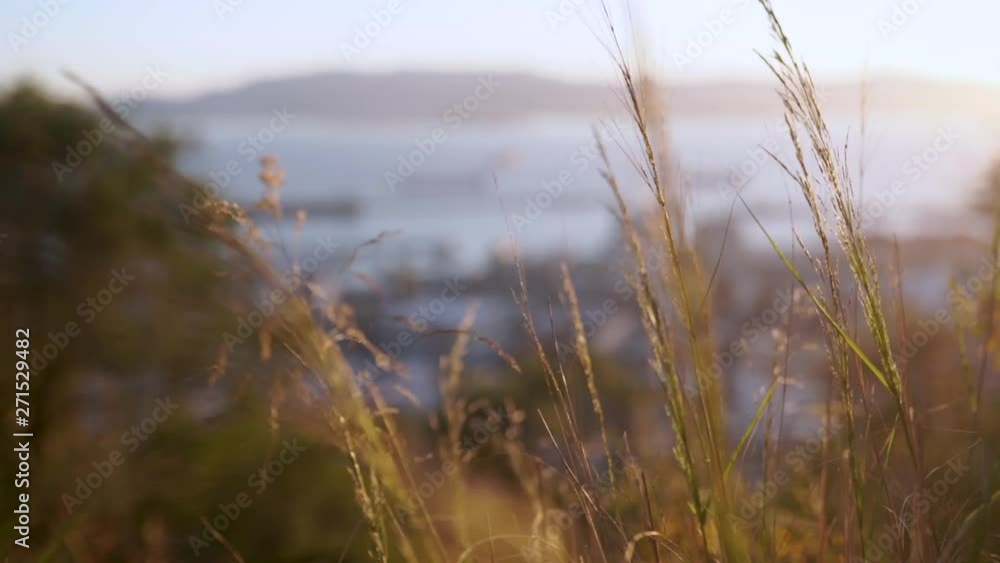 PULL FOCUS from sea and cliffs to plants in foreground, at sunset in Gibraltar, Spain PULL FOCUS from sea and cliffs to plants in foreground, at sunset in Gibraltar, Spain